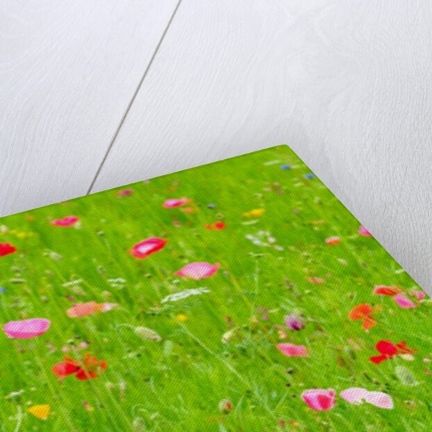 Meadow flowers by Assaf Frank